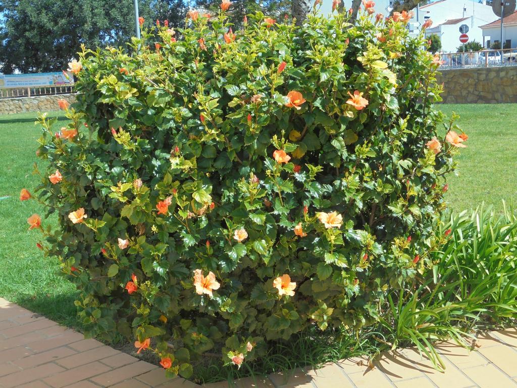 אלבופיירה Jardim Paraiso Apartments מראה חיצוני תמונה